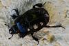 Hister quadrimaculatus